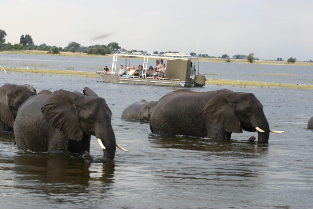 Boat safari