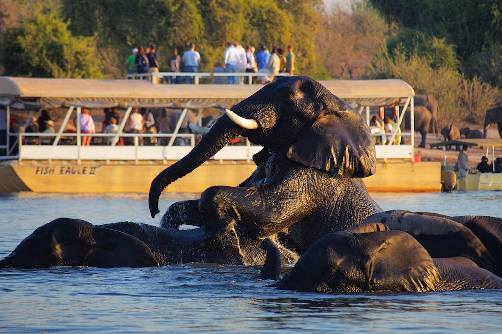 Chobe and Victoria Falls Safari Package
