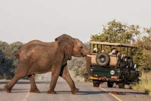 2-Day Chobe Safari Package