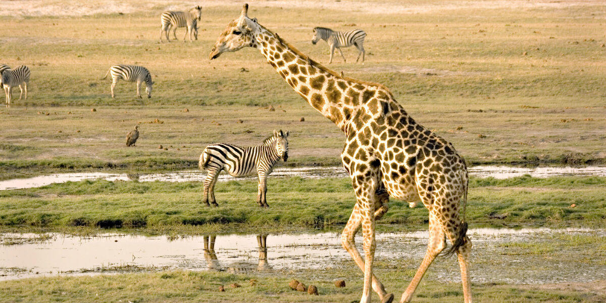 wildlife spotted in Chobe national park