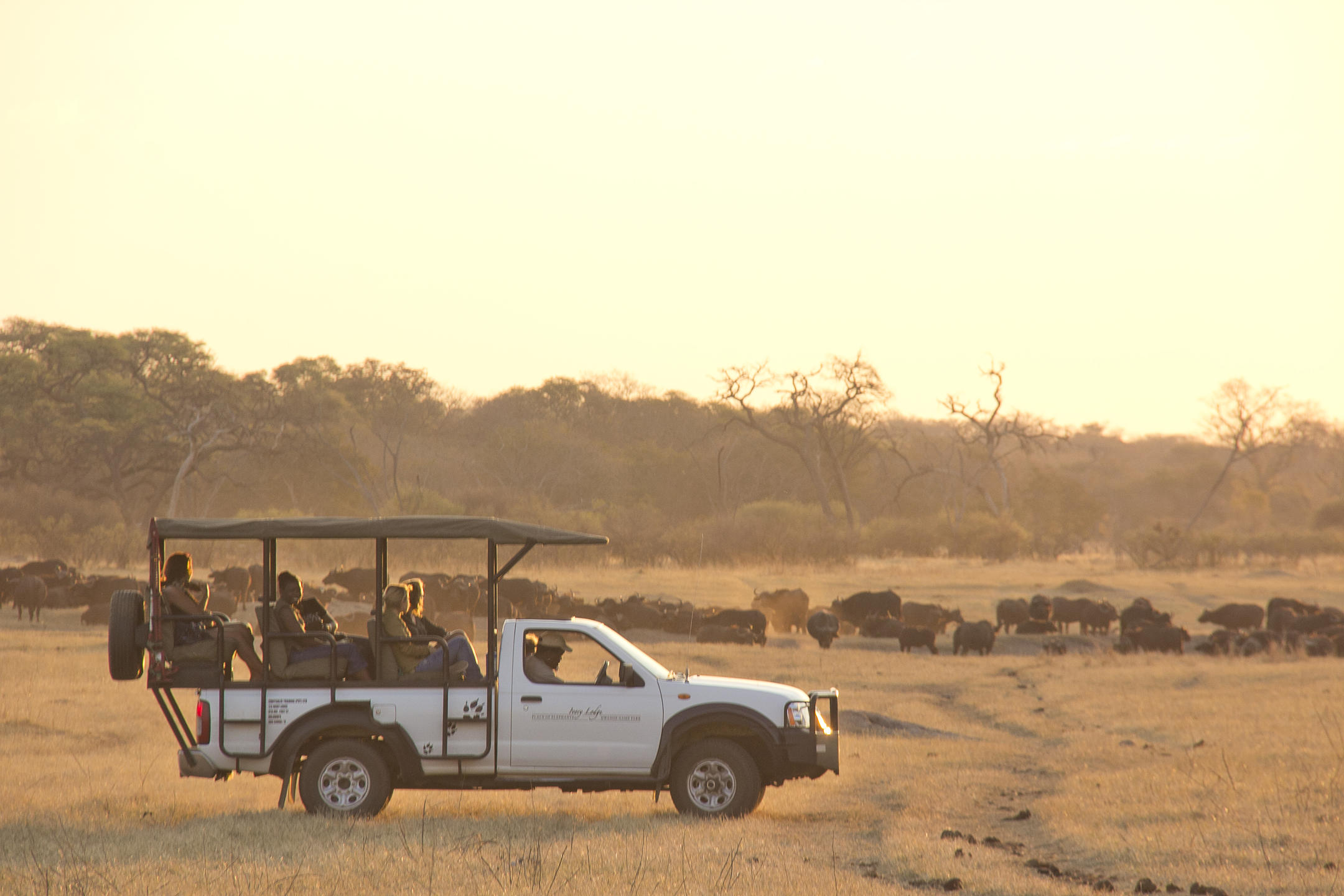 Short Hwange Safari from Victoria Falls