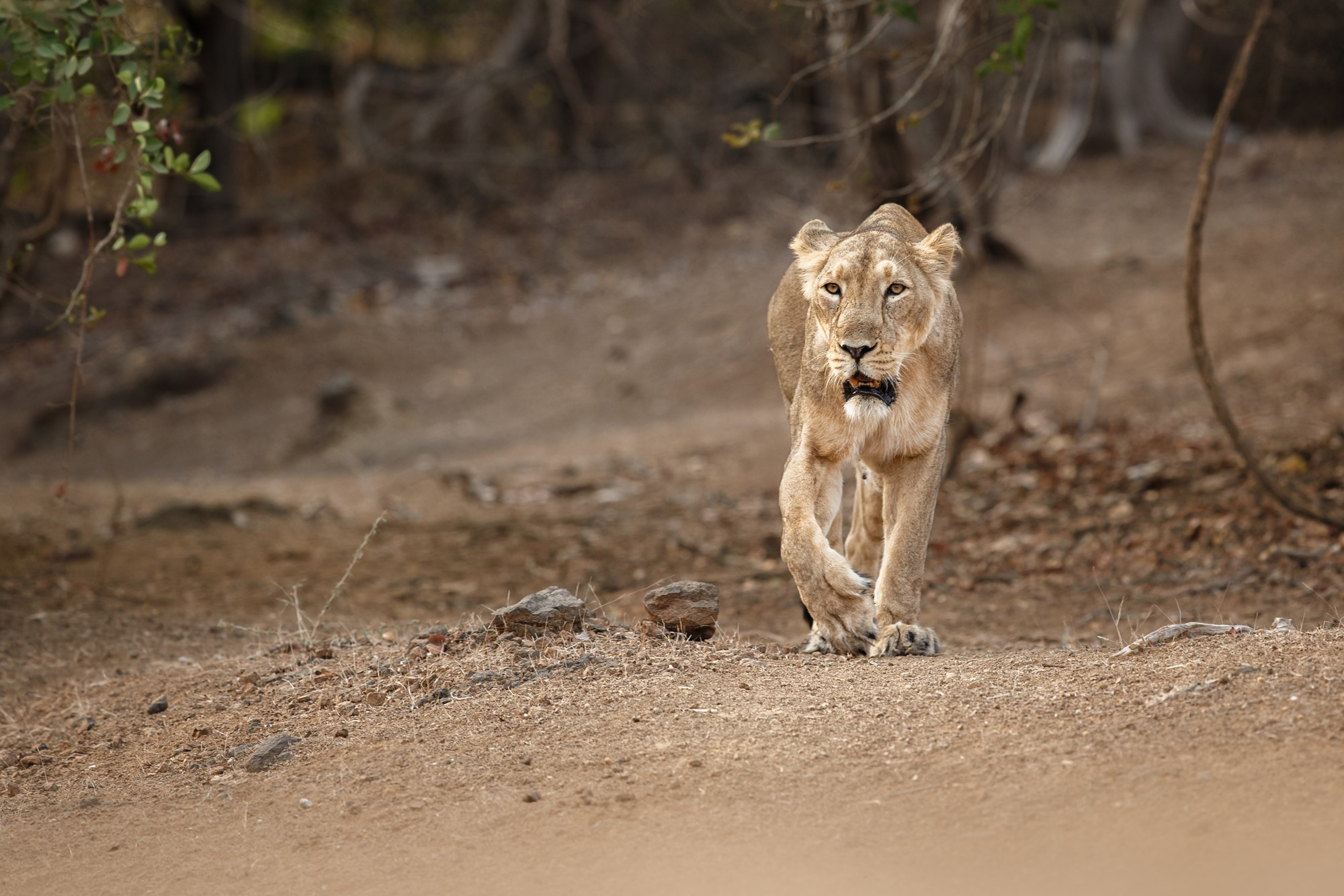 Lions spotted on a safari in