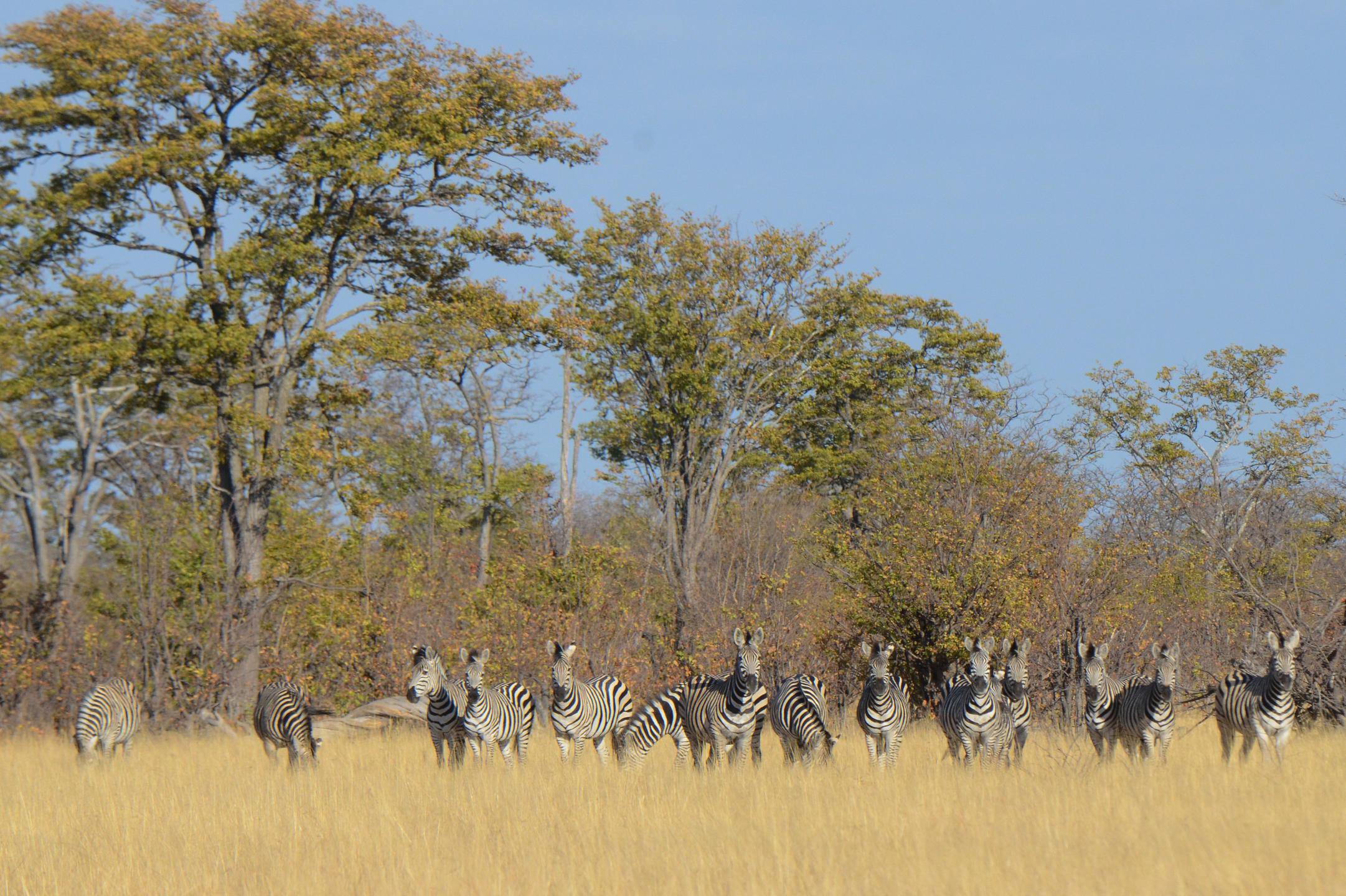 Victoria Falls to Chobe and Hwange safari tour