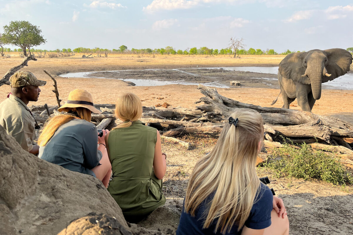 Hwange National Park safari