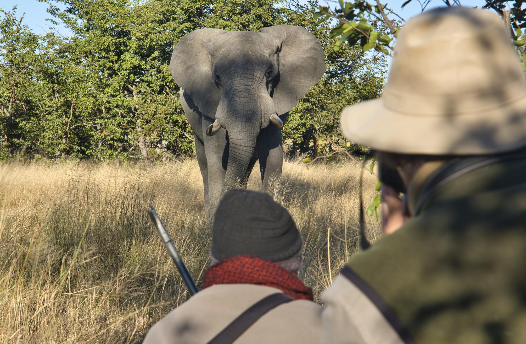 Luxury Safariin Hwange National Park