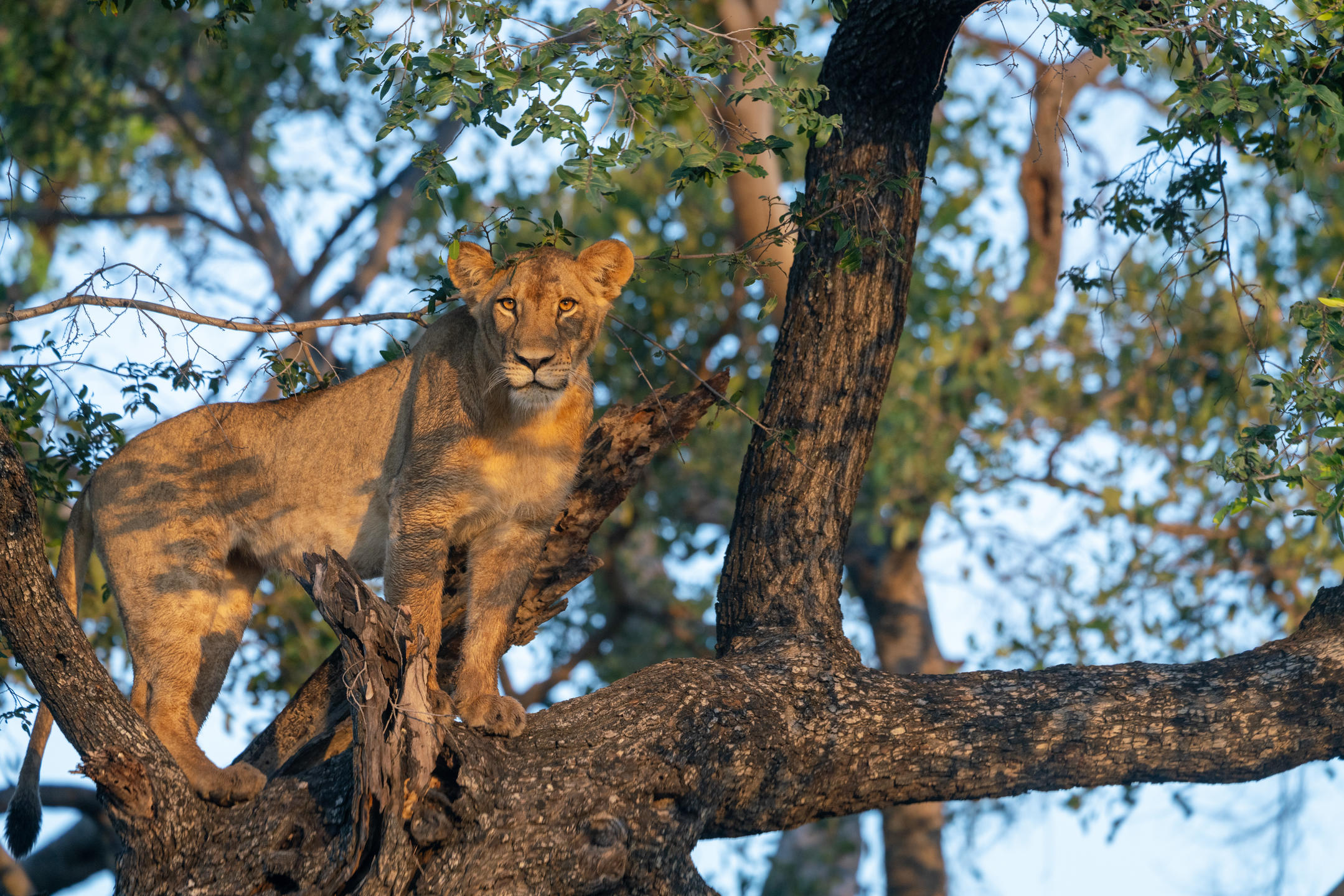game drive in okavango delta
