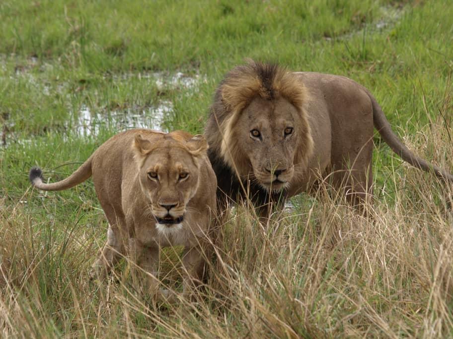 Budget camping safari Botswana