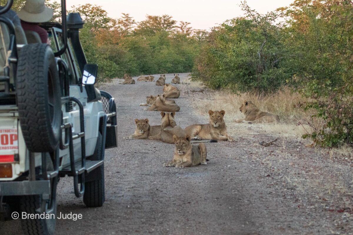pride of lions in Hwange national park