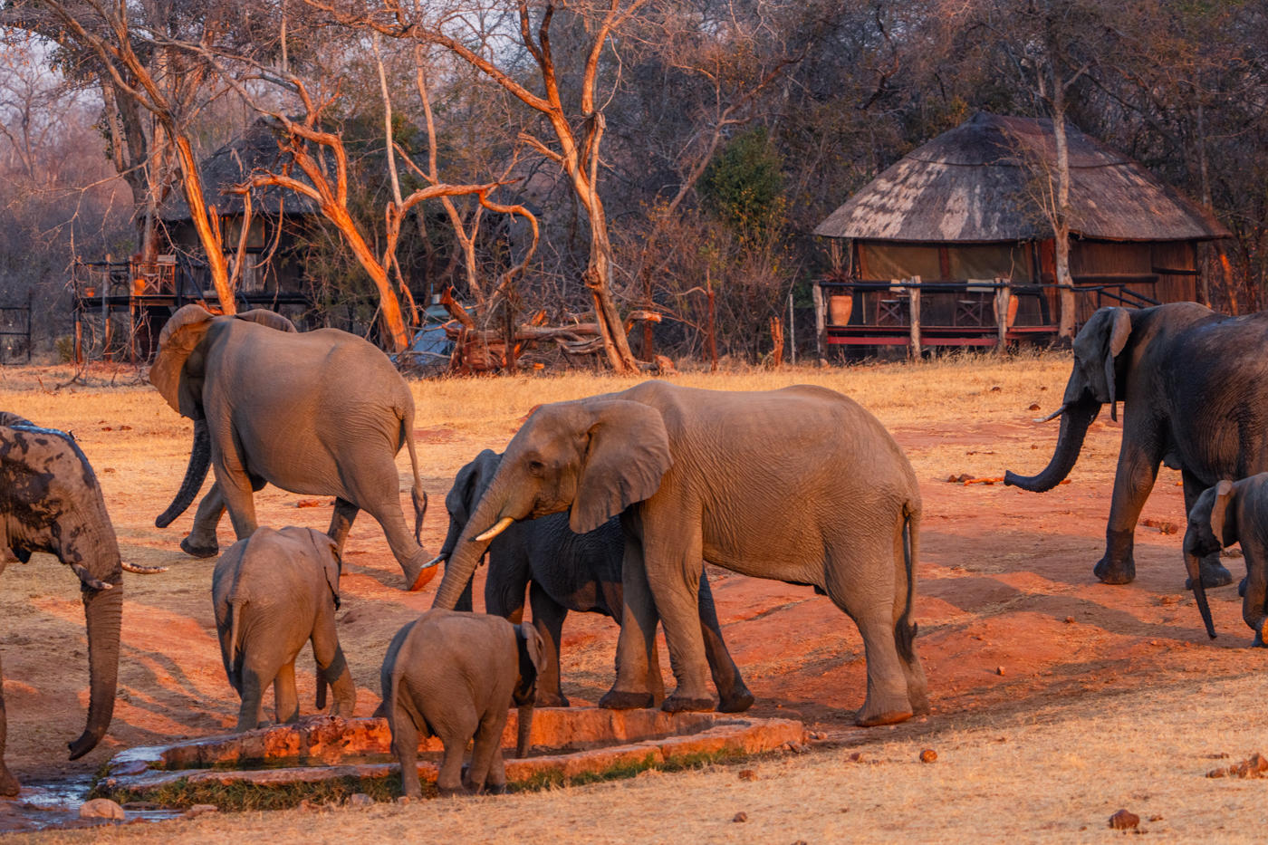 Elephants in ivory lodge Hwange national park