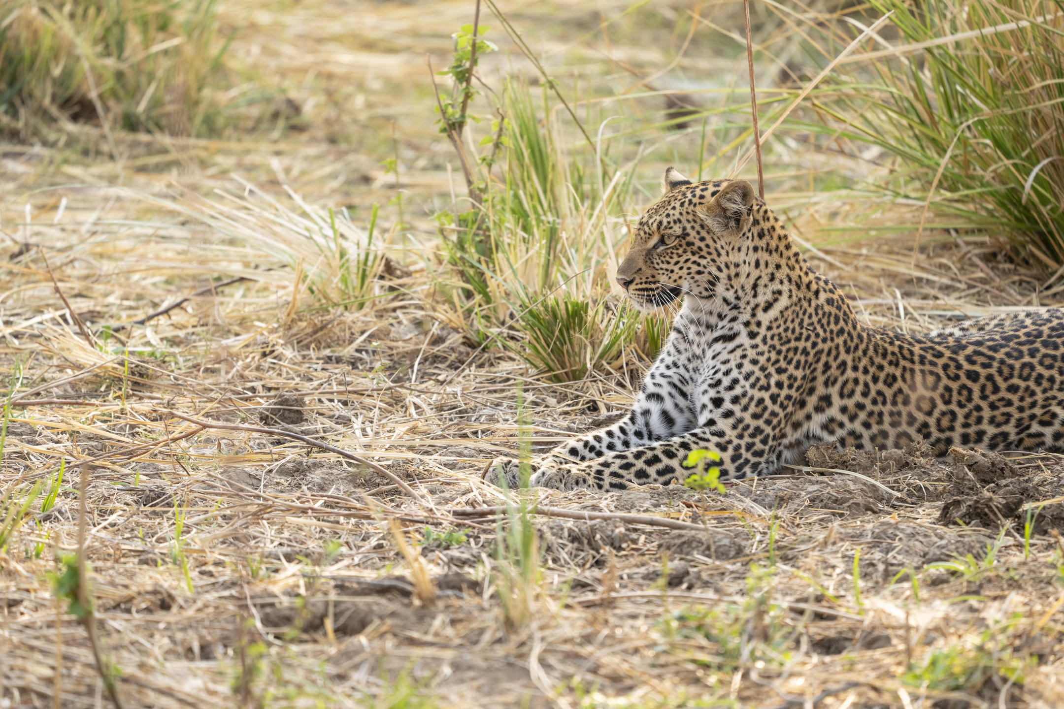 leopards sighting in mana pools